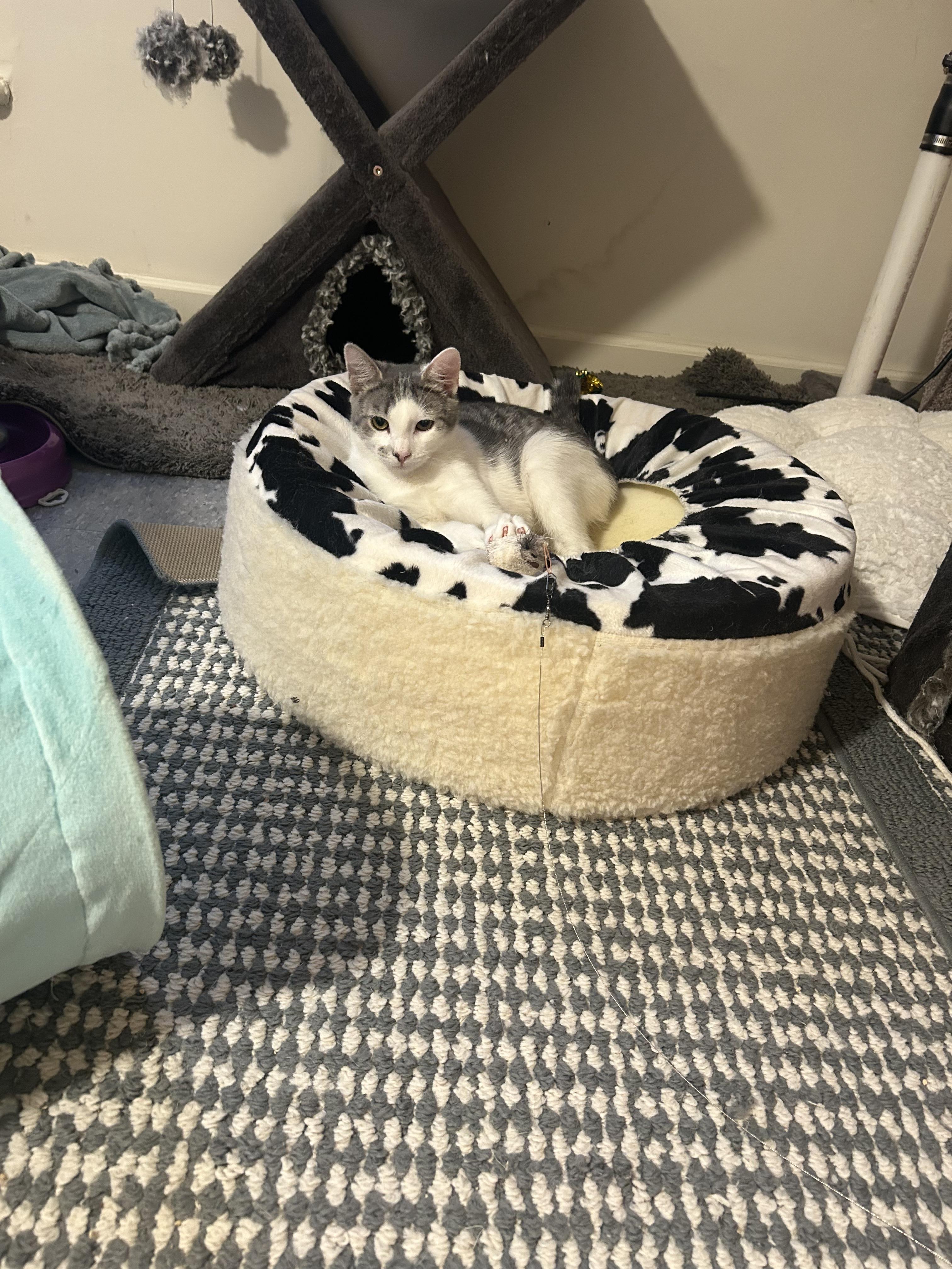 Enlarge Abby, a Adoptable Domestic Short Hair in Montclair, NJ image 2/3