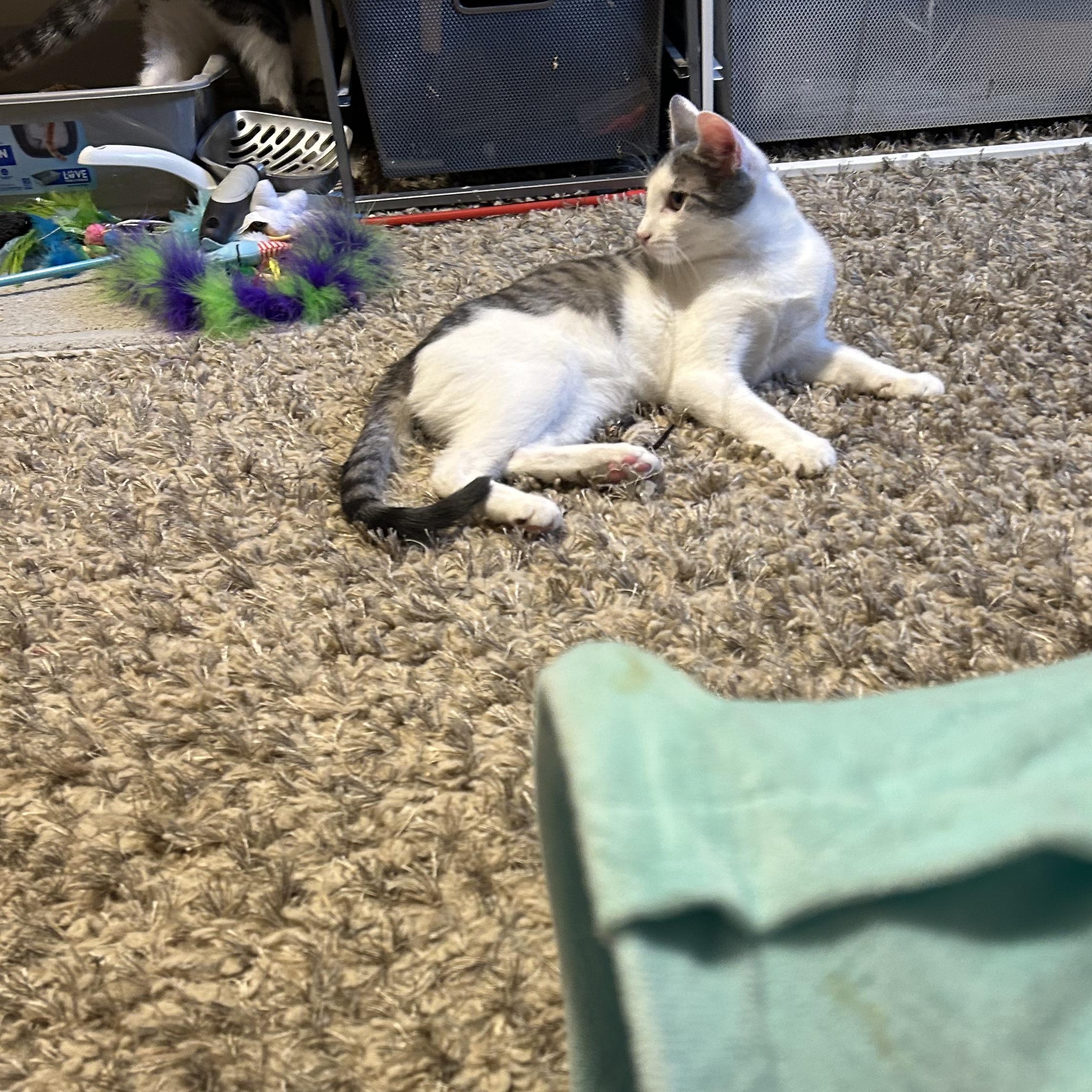 Enlarge Abby, a Adoptable Domestic Short Hair in Montclair, NJ image 3/3