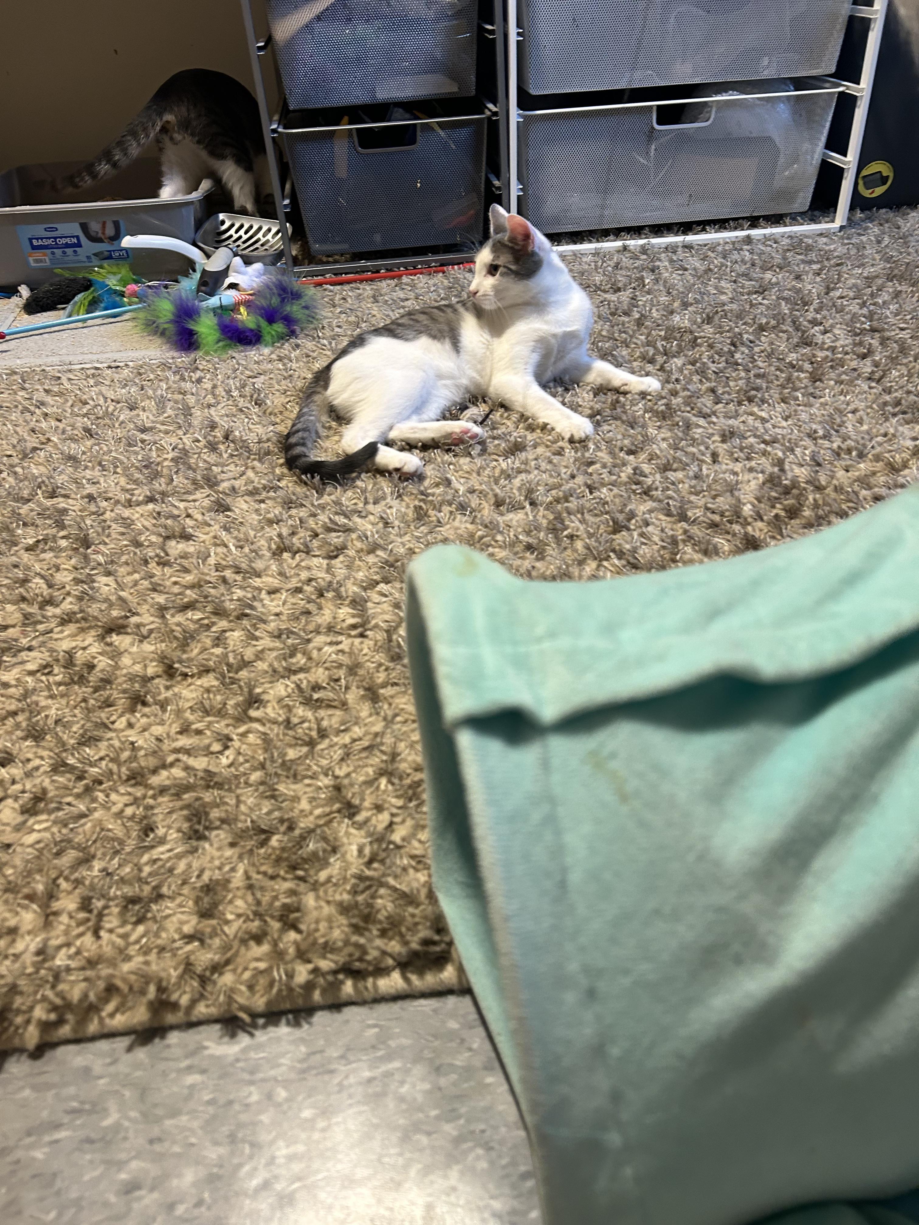 Enlarge Abby, a Adoptable Domestic Short Hair in Montclair, NJ image 3/3