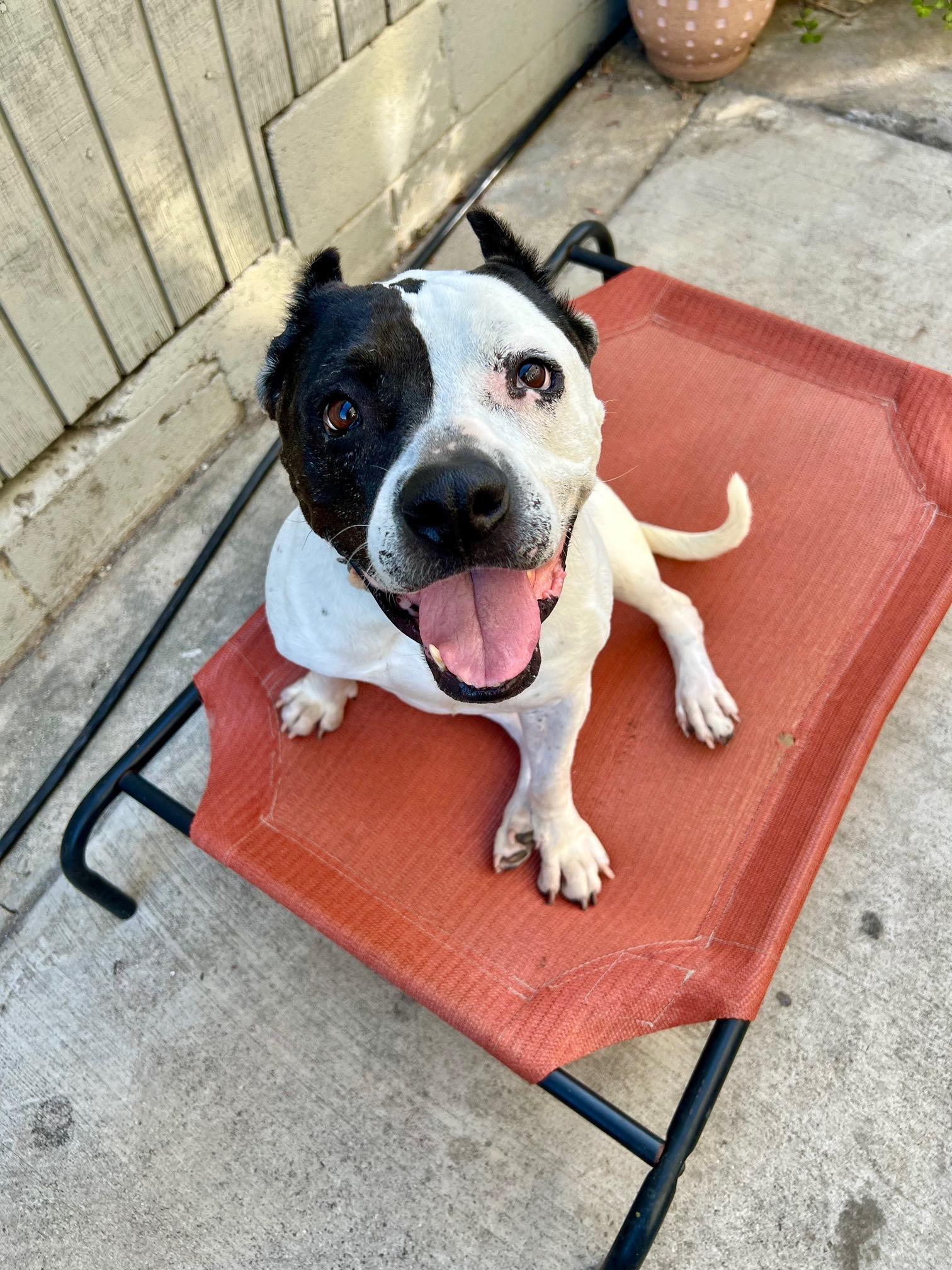 Luna, a ADOPTABLE mixed breed in Seattle, WA image 4/6