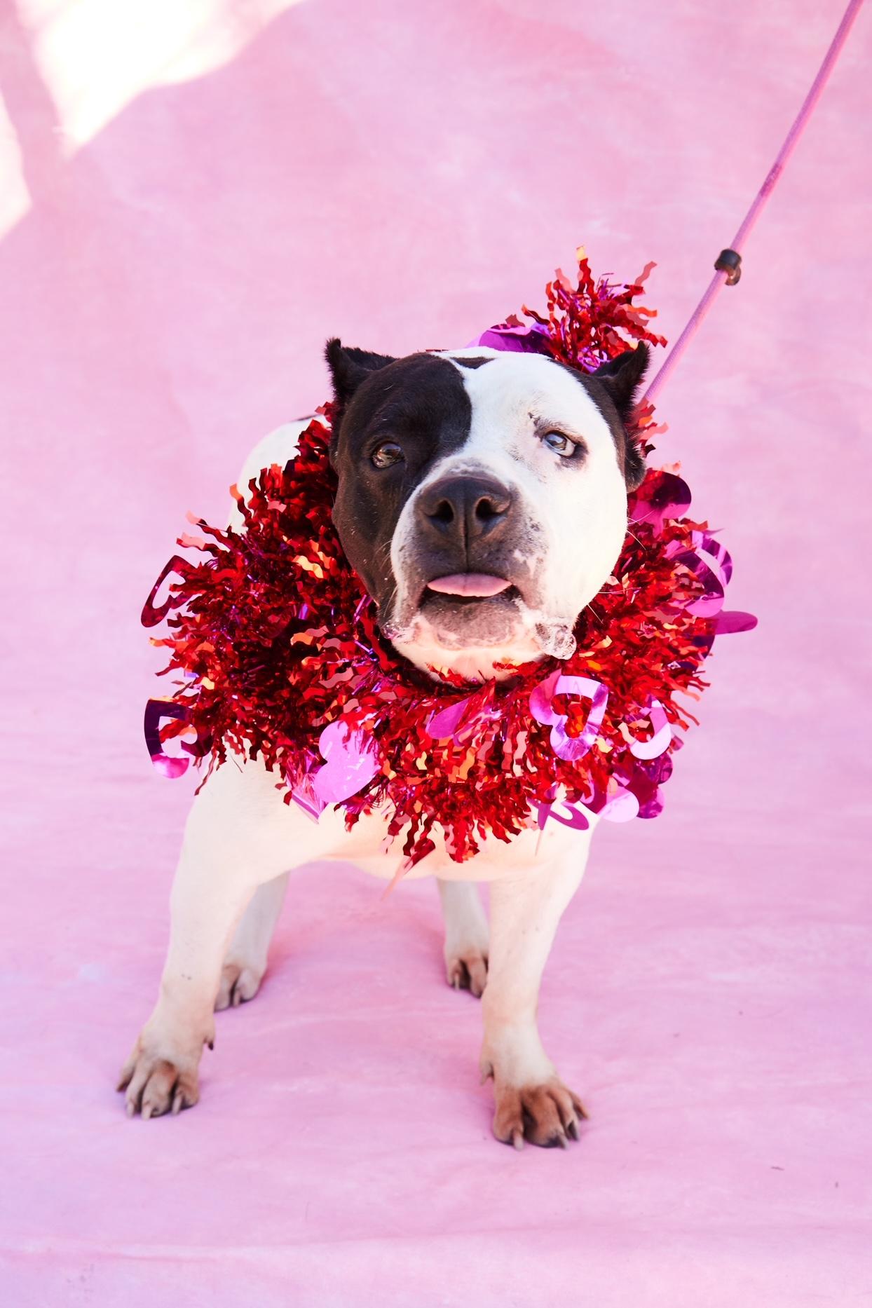 Luna, a ADOPTABLE mixed breed in Seattle, WA image 3/6