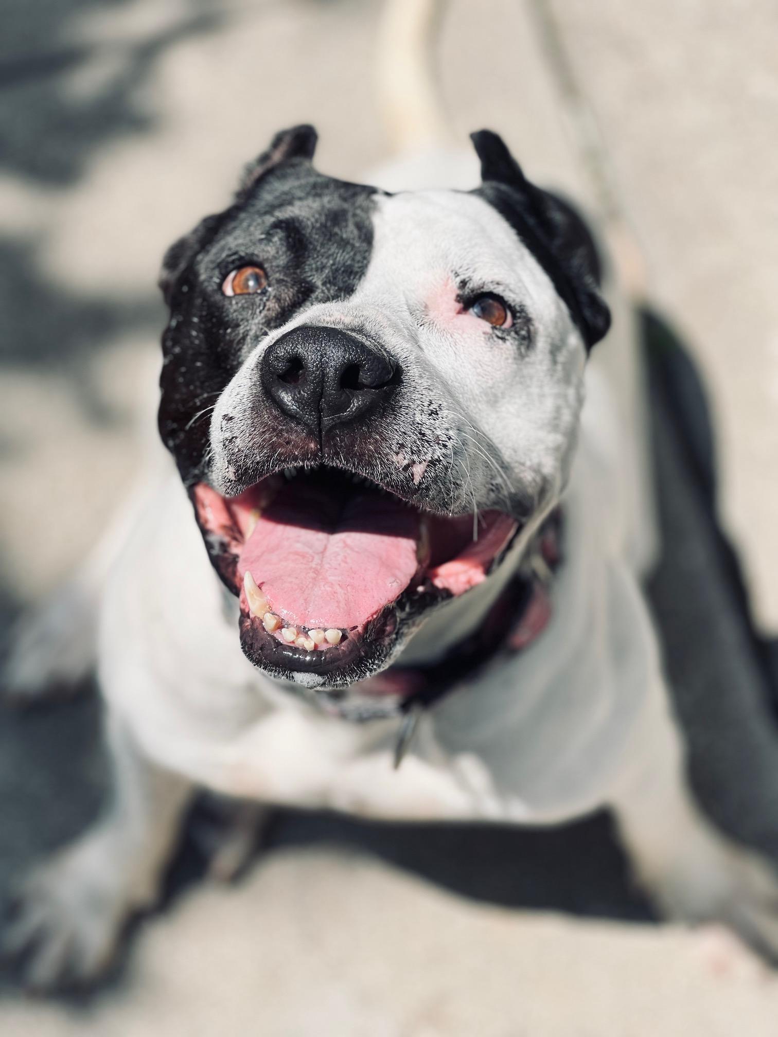 Luna, a ADOPTABLE mixed breed in Seattle, WA image 2/6