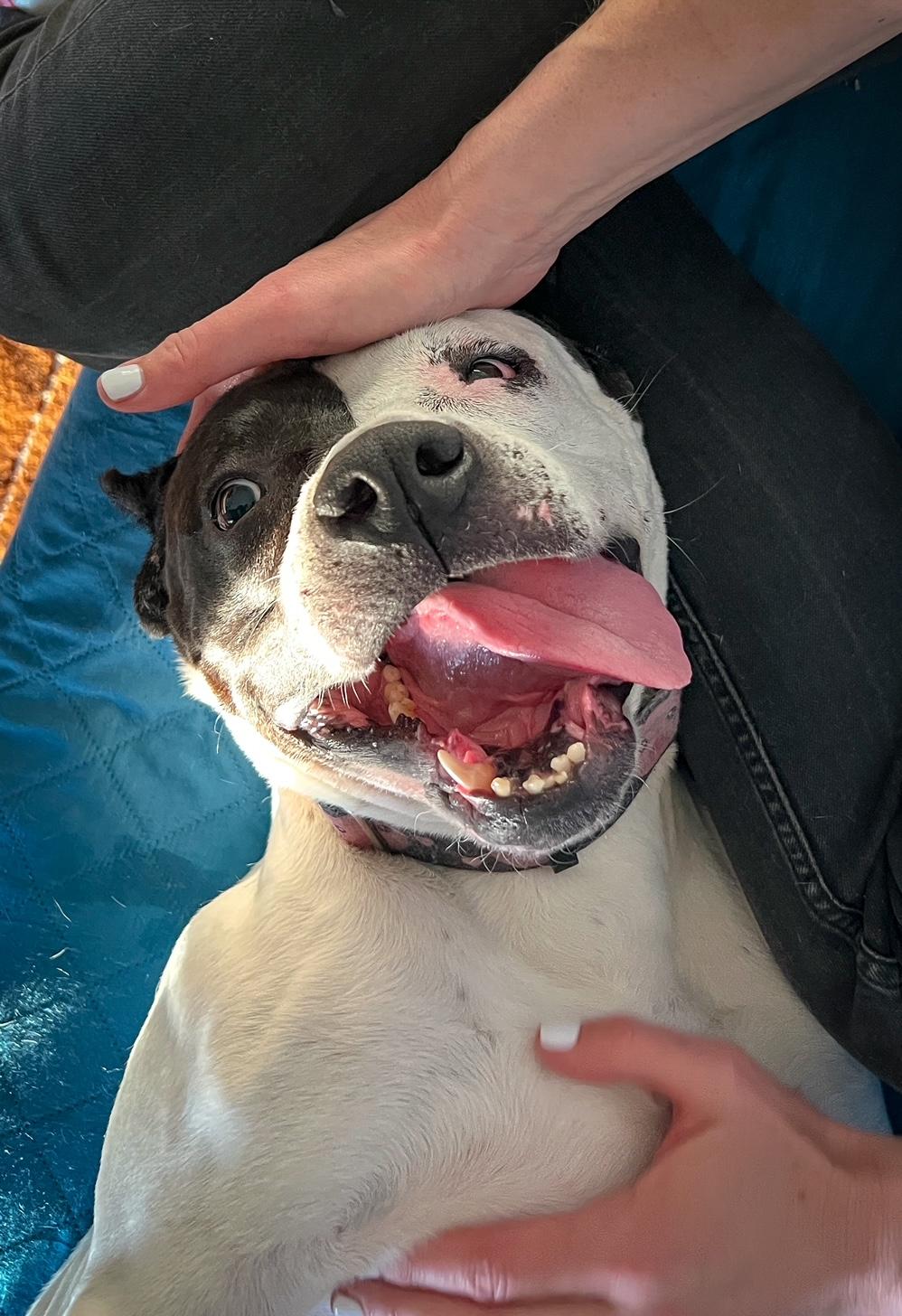 Luna, a ADOPTABLE mixed breed in Seattle, WA image 5/6