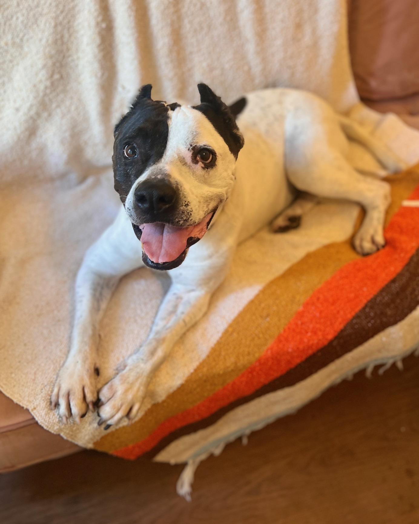 Luna, a ADOPTABLE mixed breed in Seattle, WA image 6/6