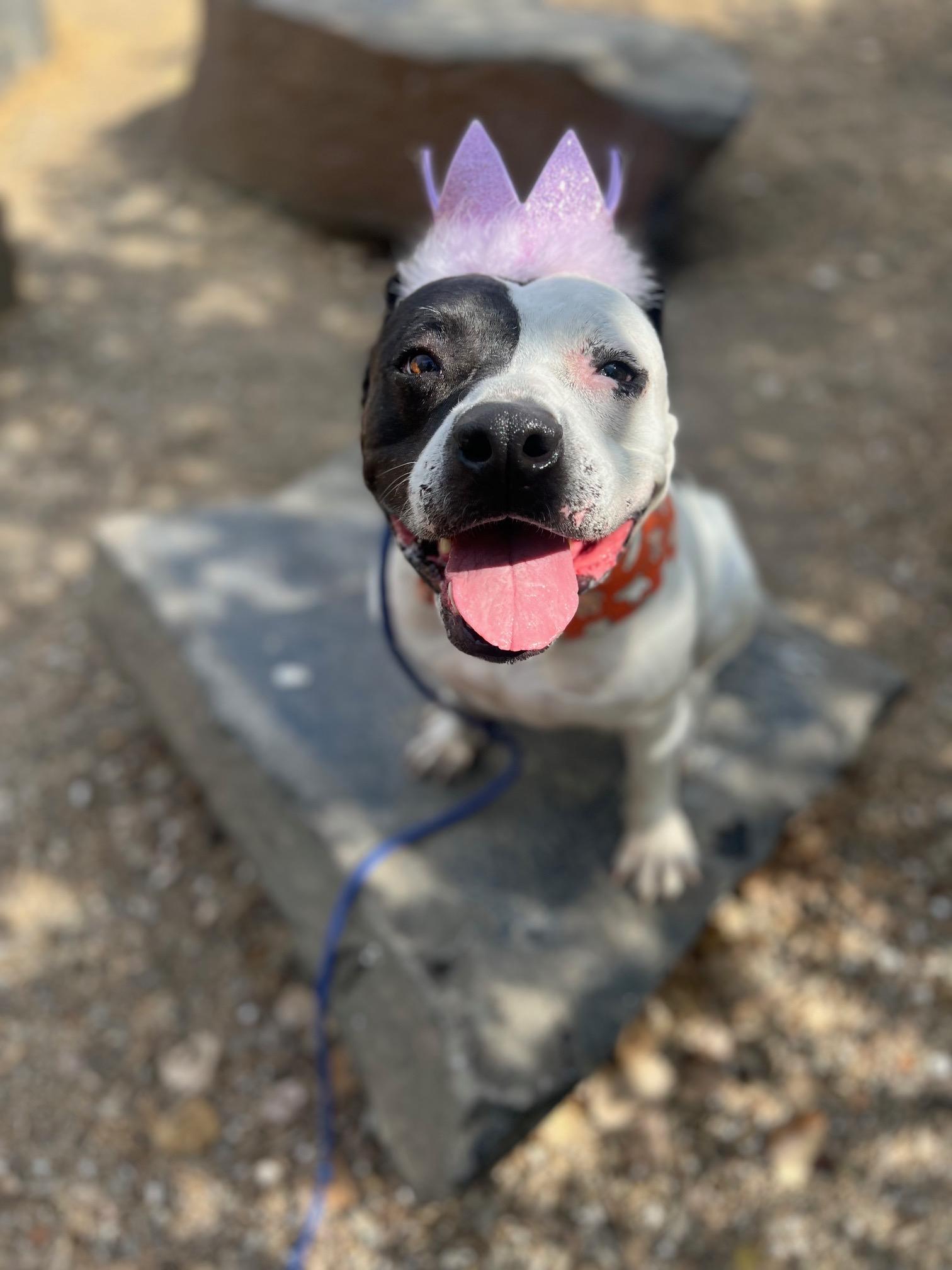 Luna, ADOPTABLE, Adult Female American Staffordshire Terrier & Bulldog.