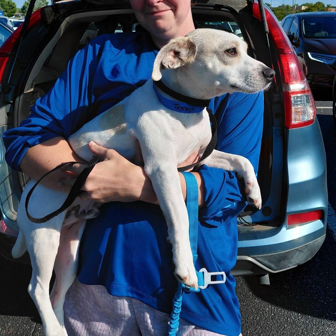 Cheesestick - Happiest Dog on the Planet, a ADOPTABLE mixed breed in Buford, GA image 3/6