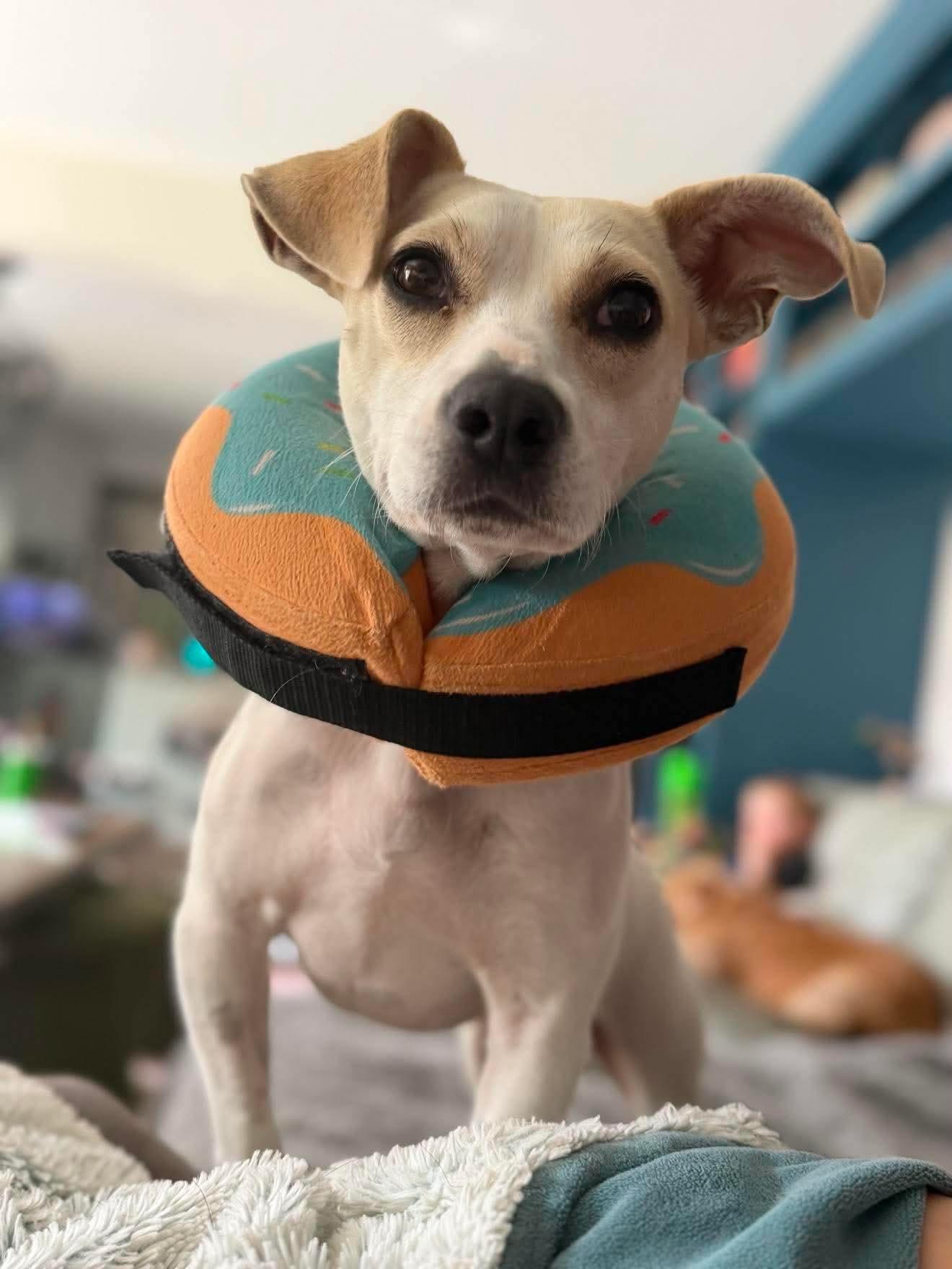 Cheesestick - Happiest Dog on the Planet, a ADOPTABLE mixed breed in Buford, GA image 2/6