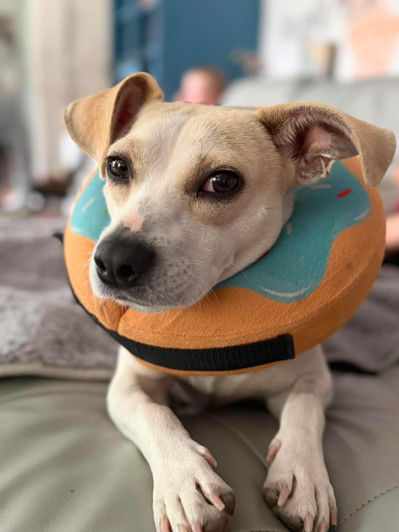 Cheesestick - Happiest Dog on the Planet, a ADOPTABLE mixed breed in Buford, GA image 1/6