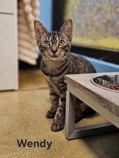 Enlarge Wendy, a Adoptable mixed breed in Oakland Park, FL image 1/2