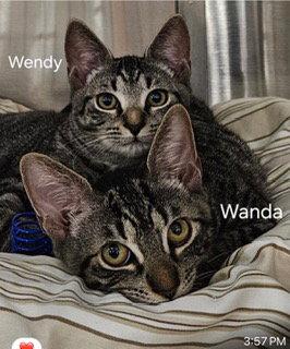 Enlarge Wendy, a Adoptable mixed breed in Oakland Park, FL image 2/2