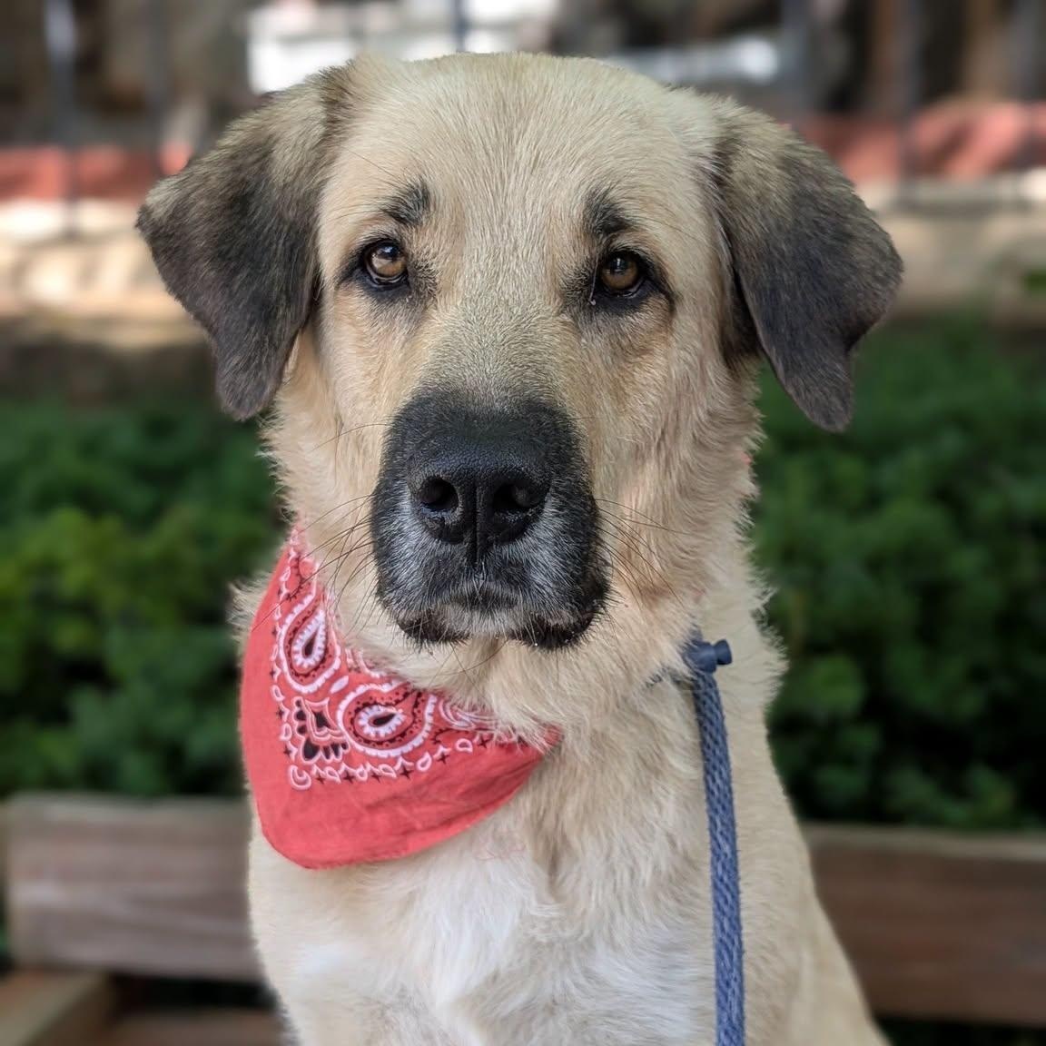 Enlarge Matcha, a ADOPTABLE Anatolian Shepherd in House Springs, MO image 1/1