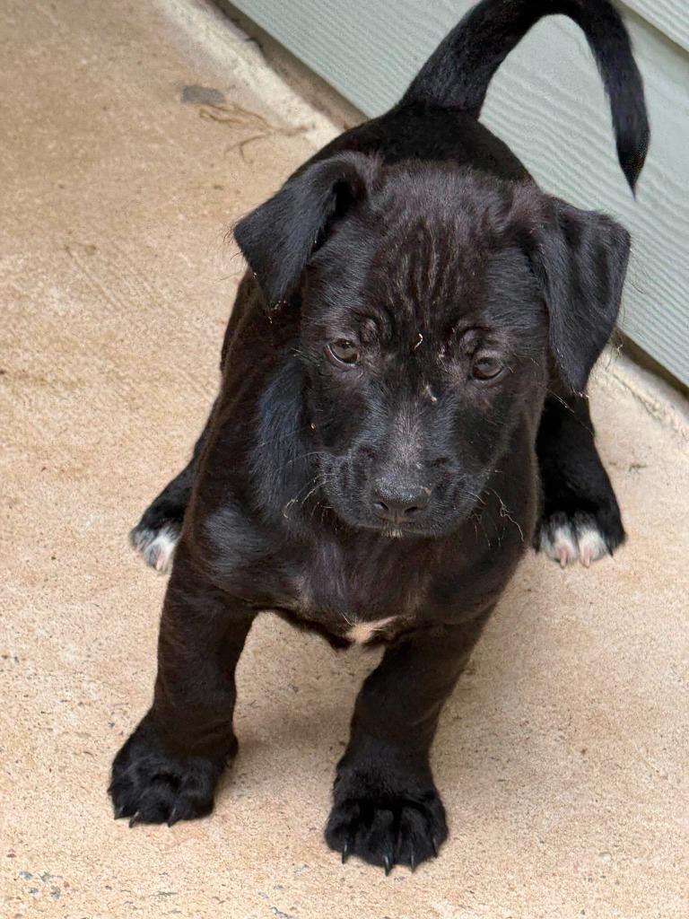 Enlarge Cap, a Adoptable Pit Bull Terrier in Newnan, GA image 1/4