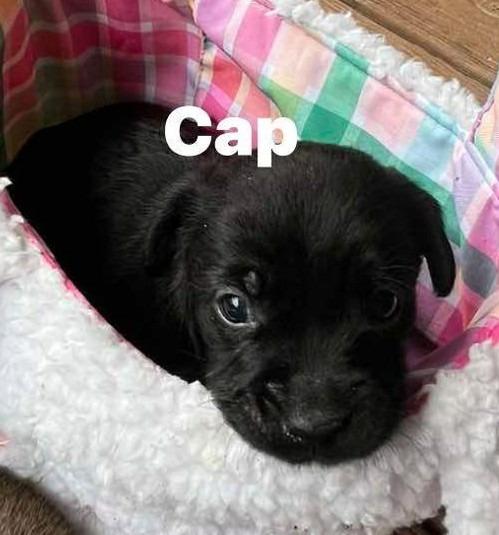 Enlarge Cap, a Adoptable Pit Bull Terrier in Newnan, GA image 3/4