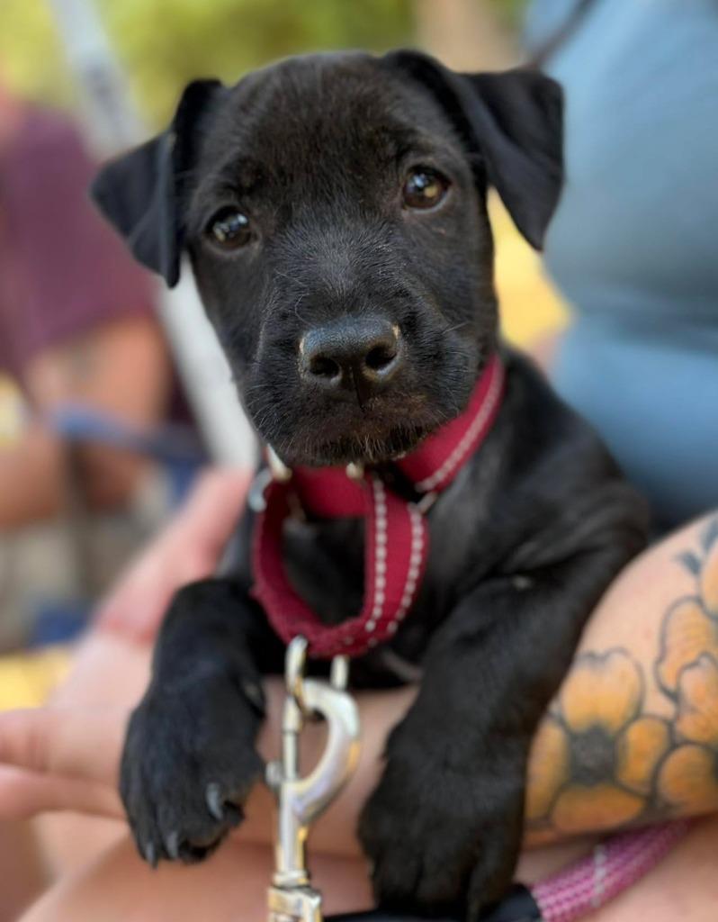 Cap, a Adoptable Pit Bull Terrier in Newnan, GA image 3/6