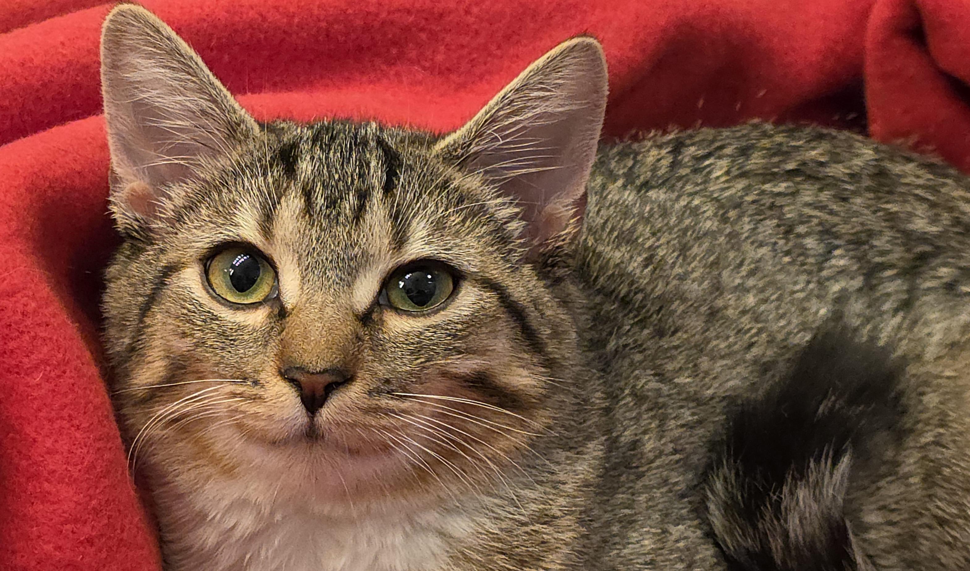 Enlarge LILLY, a Adoptable Domestic Short Hair in Saddle River, NJ image 1/6