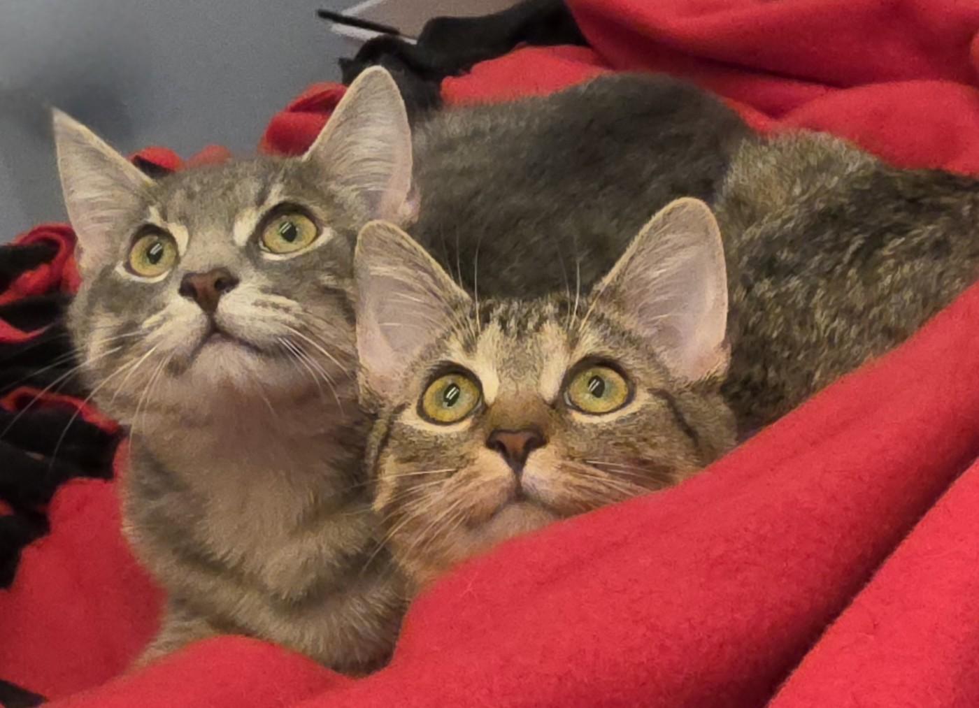 Enlarge LILLY, a Adoptable Domestic Short Hair in Saddle River, NJ image 2/6