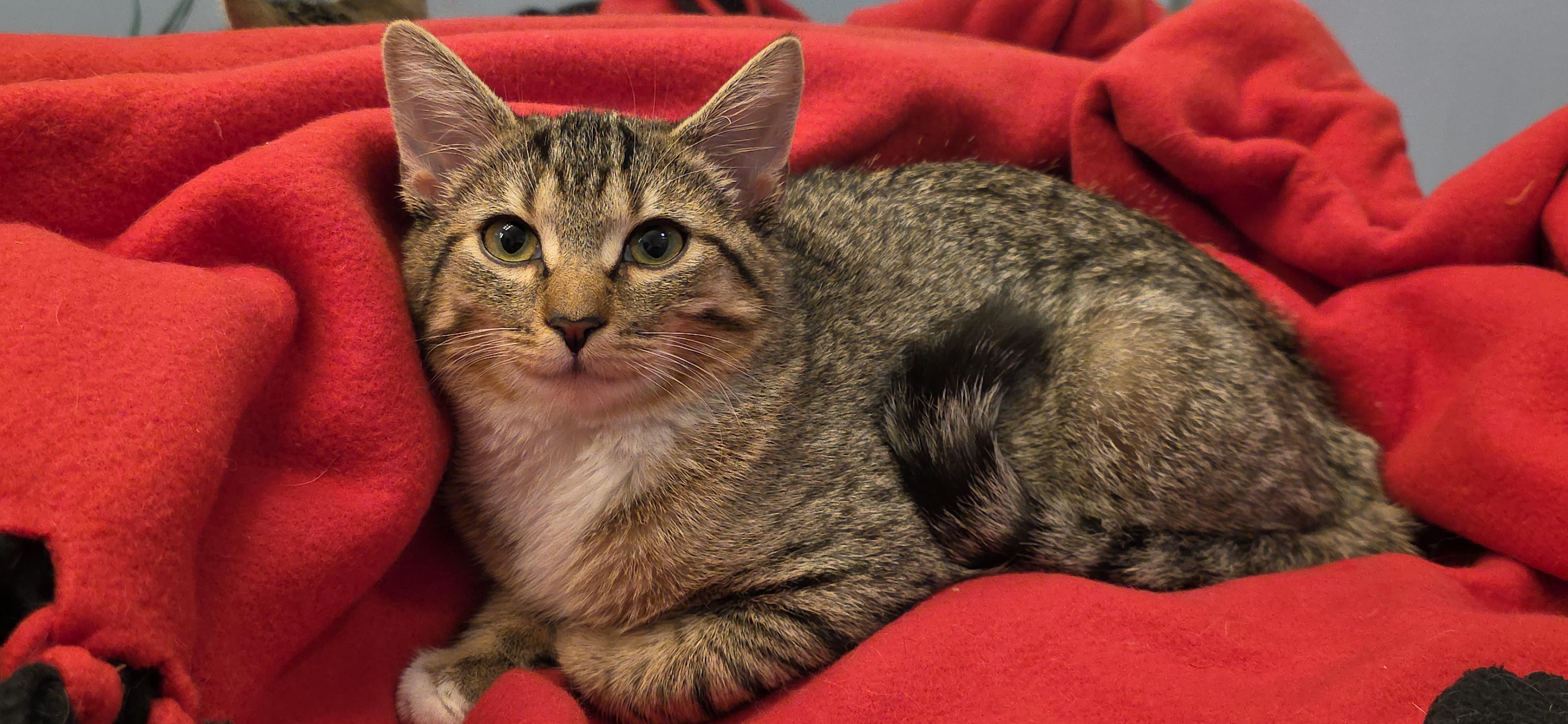 Enlarge LILLY, a Adoptable Domestic Short Hair in Saddle River, NJ image 3/6