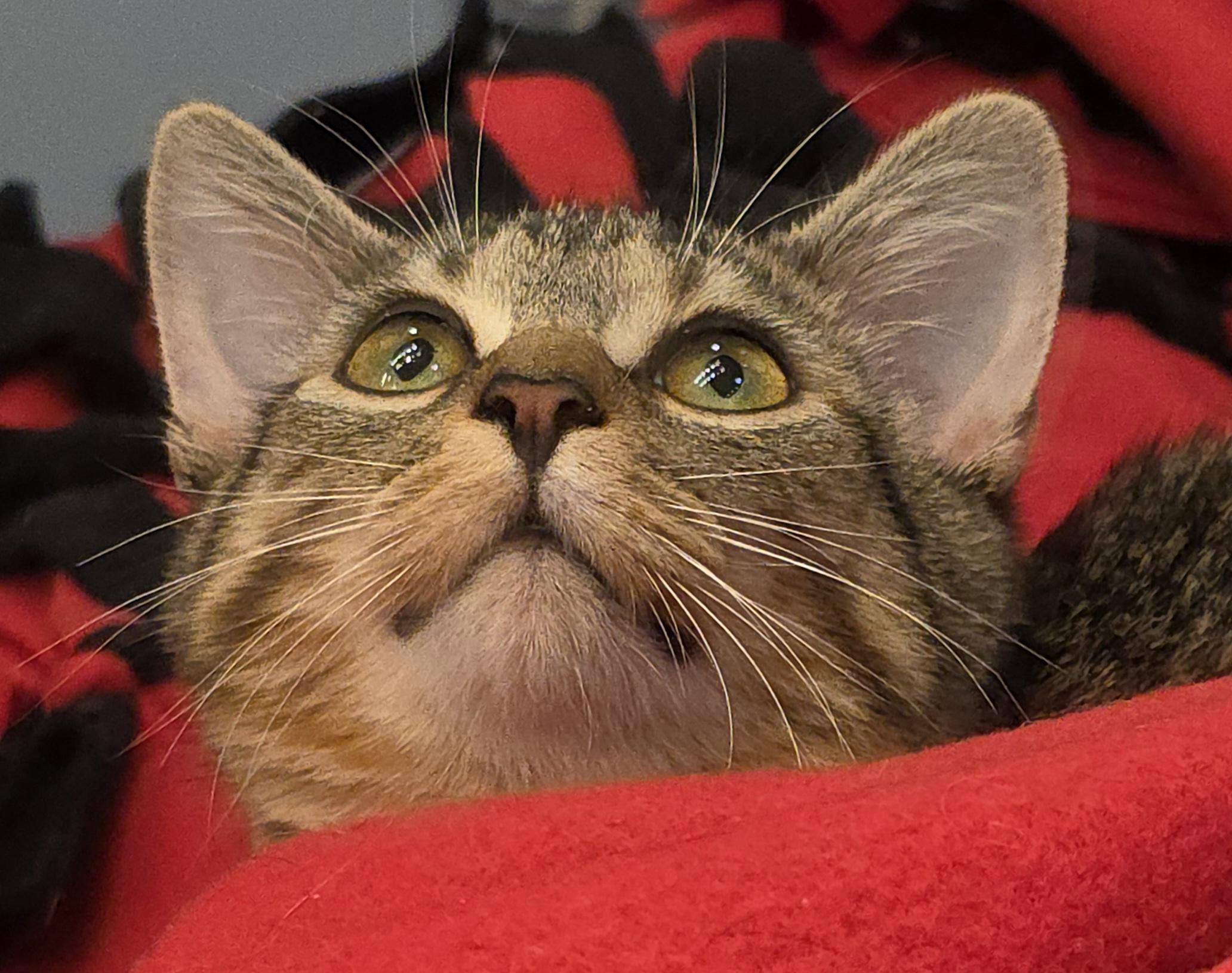 Enlarge LILLY, a Adoptable Domestic Short Hair in Saddle River, NJ image 6/6