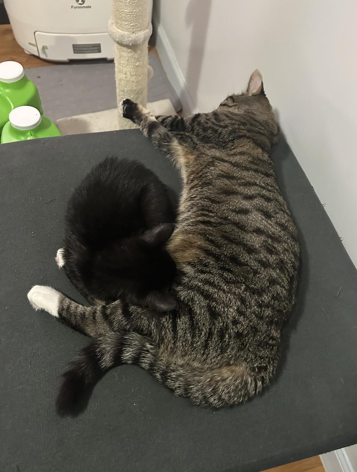 Casper, a Adoptable Domestic Short Hair in Brooklyn, NY image 2/2