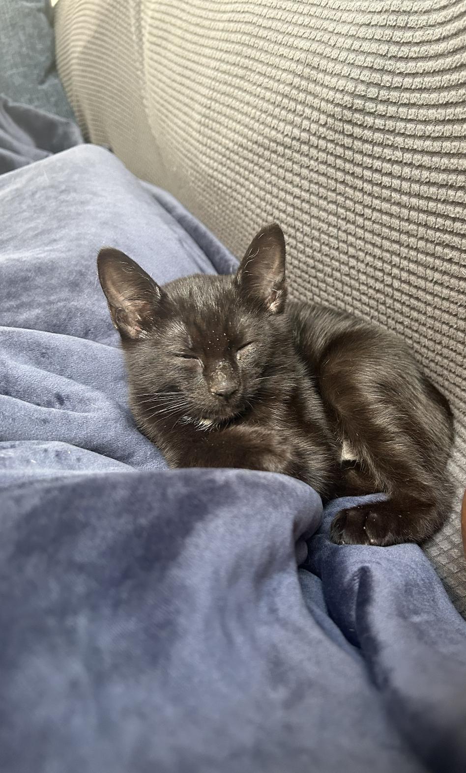 Casper, Adoptable, Young Male Domestic Short Hair.