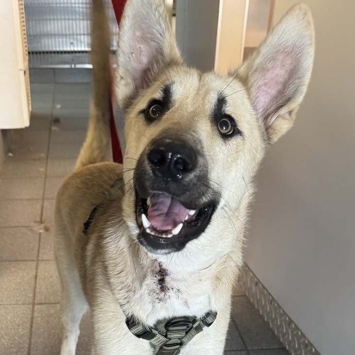 Sam, a Adopted mixed breed in Sooke, BC image 5/6