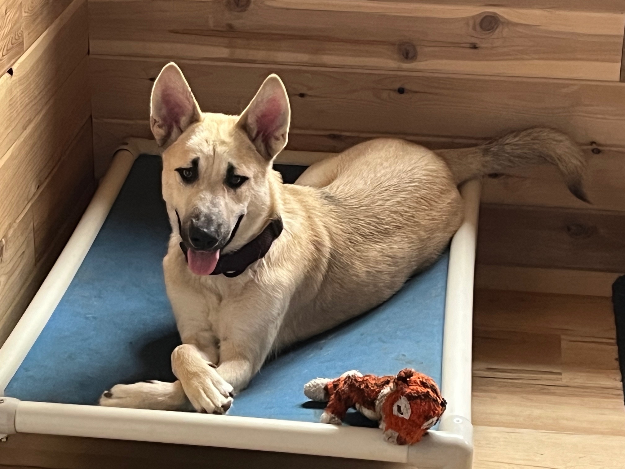 Sam, Adopted, Young Male Siberian Husky.