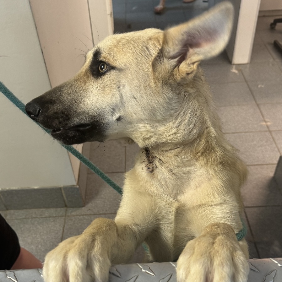 Sam, a Adopted mixed breed in Sooke, BC image 6/6