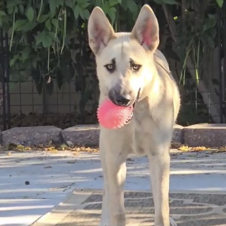 Sam, a Adopted mixed breed in Sooke, BC image 2/6