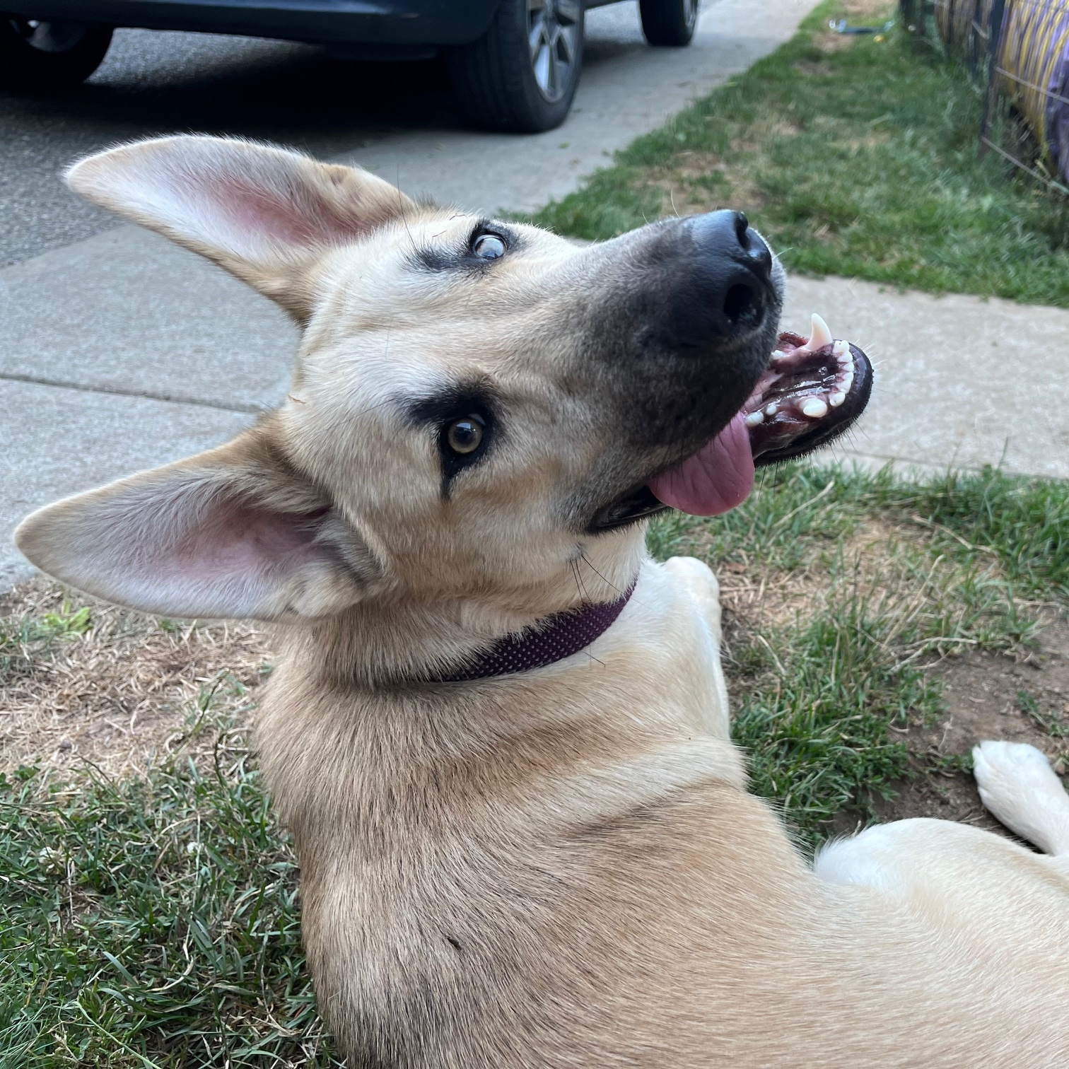 Sam, a Adopted mixed breed in Sooke, BC image 4/6