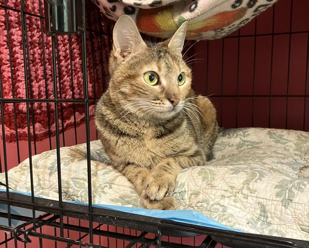 Enlarge Totti, a Adoptable mixed breed in WOLCOTT, CT image 1/6