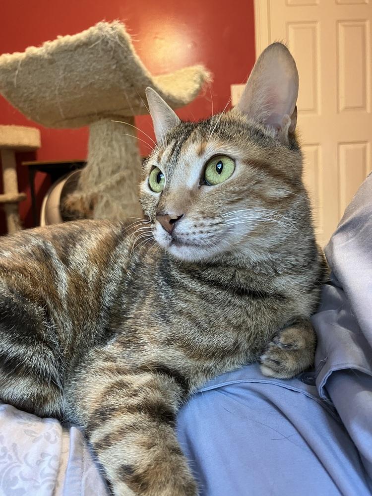 Enlarge Totti, a Adoptable mixed breed in WOLCOTT, CT image 2/6