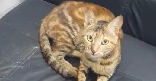 Enlarge Totti, a Adoptable mixed breed in WOLCOTT, CT image 5/6