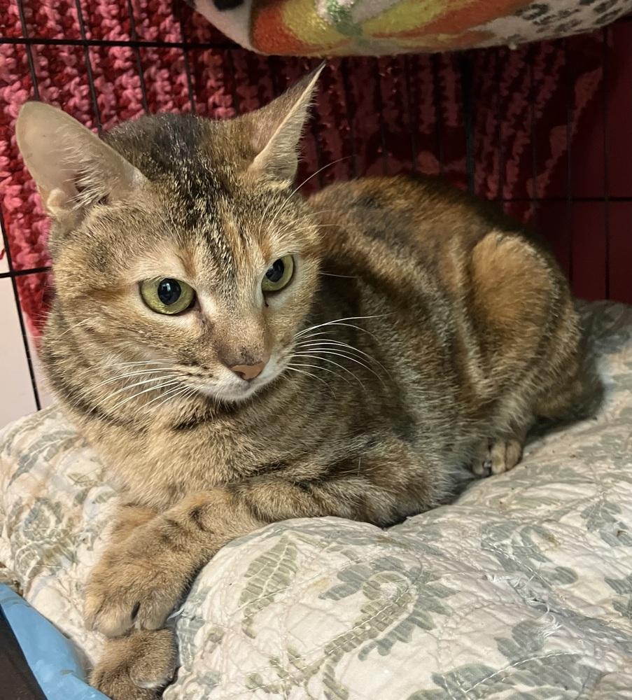 Enlarge Totti, a Adoptable mixed breed in WOLCOTT, CT image 6/6