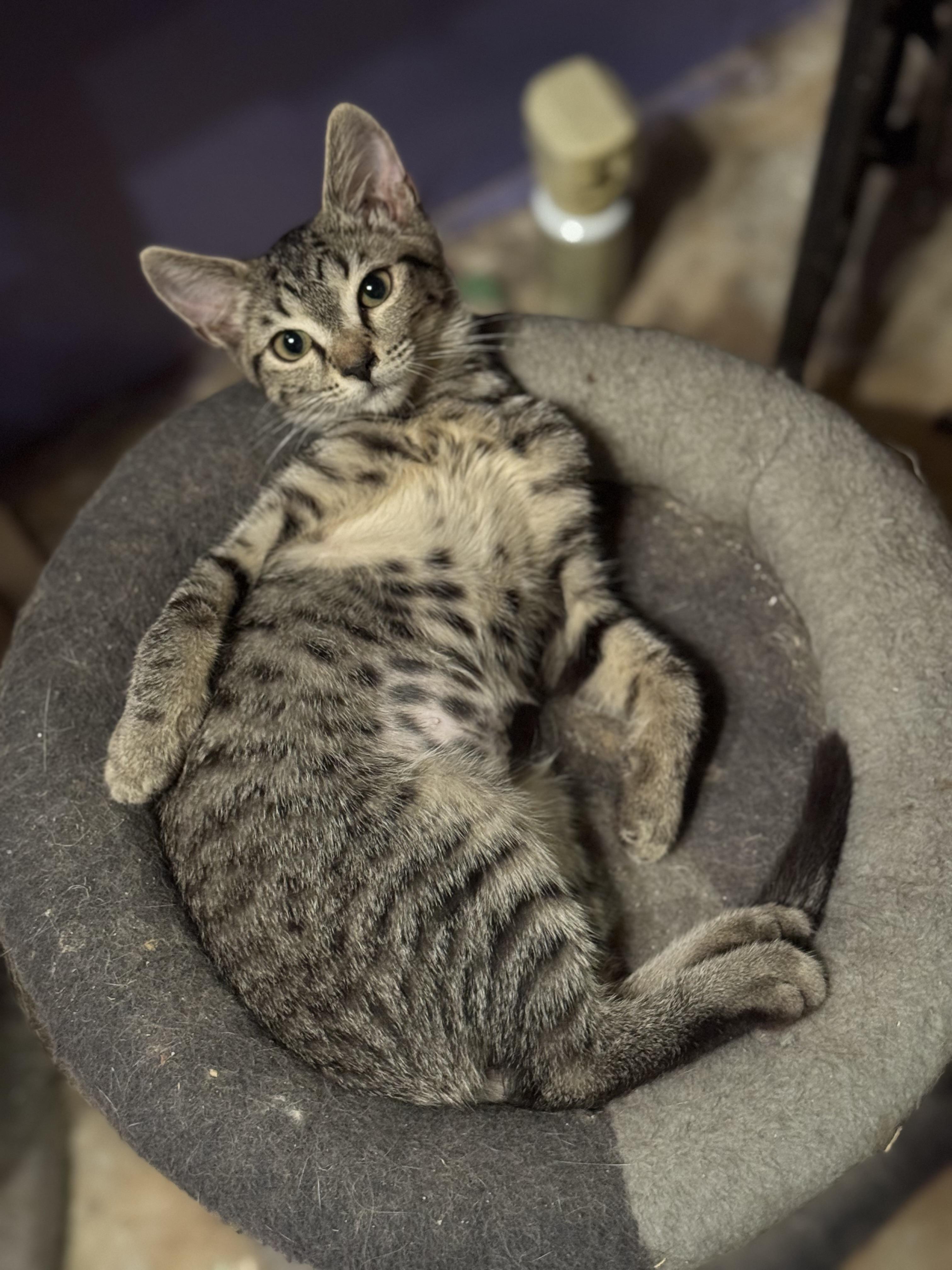 Obie, an adopted Domestic Short Hair in MABLETON, GA image 1/3