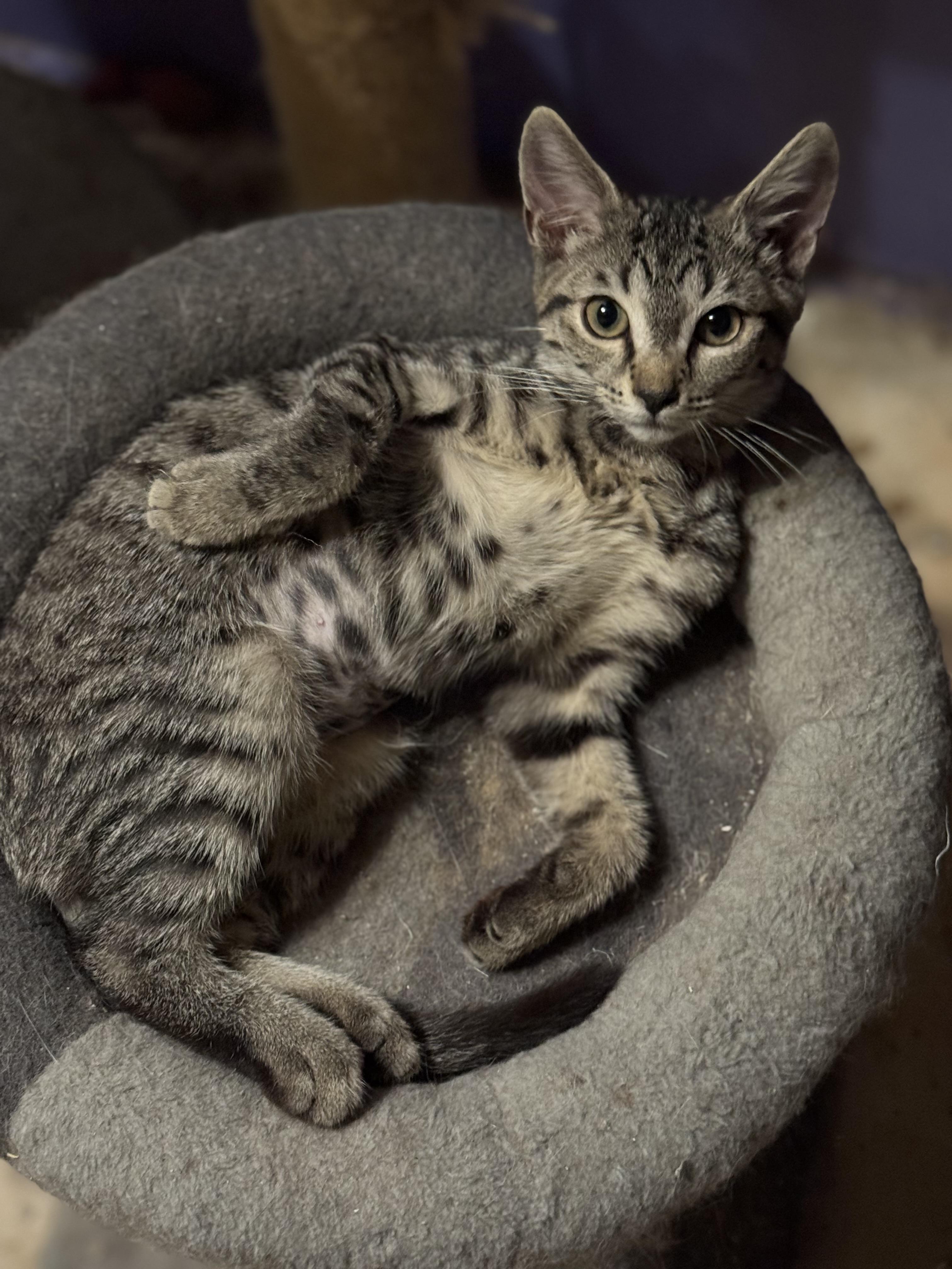 Obie, an adopted Domestic Short Hair in MABLETON, GA image 2/3