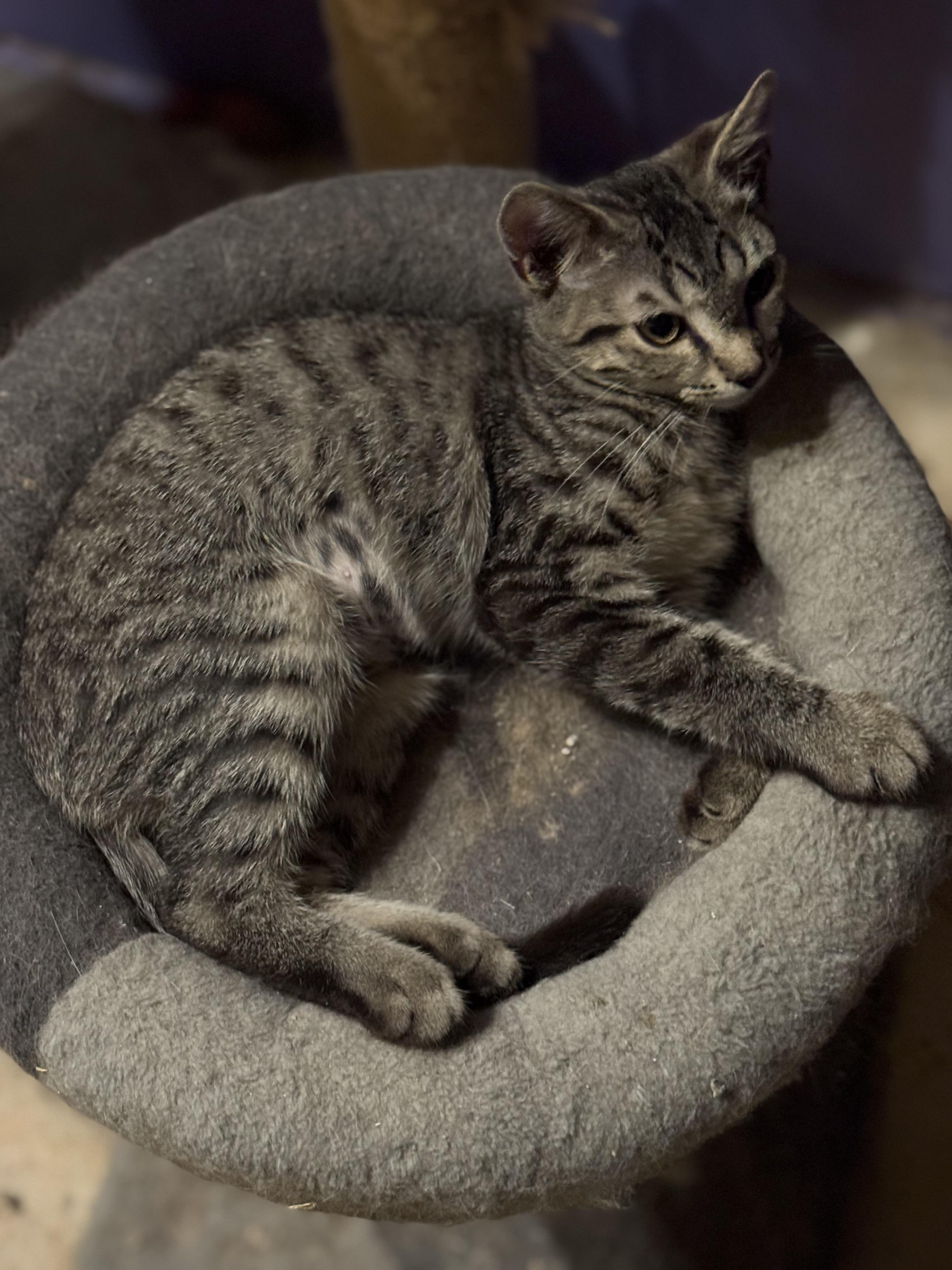 Obie, an adopted Domestic Short Hair in MABLETON, GA image 3/3