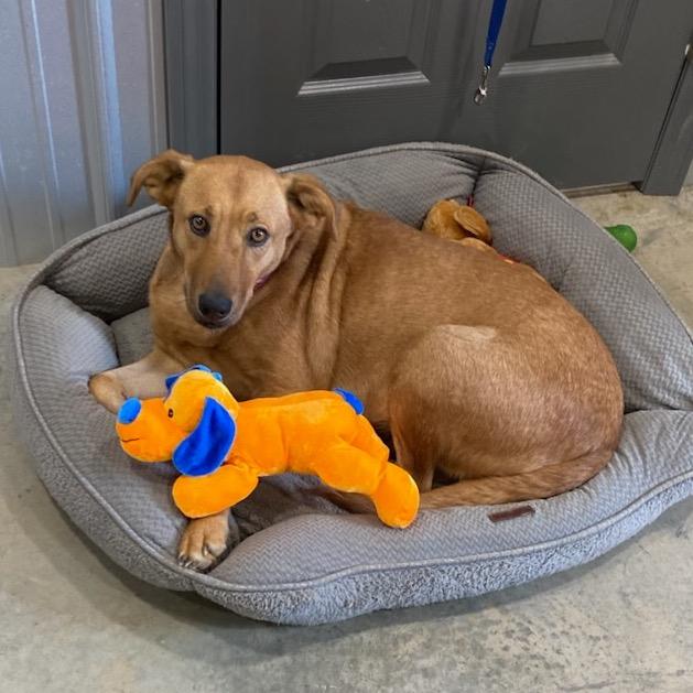 Enlarge Bella Earth, a Adoptable mixed breed in Portland, ME image 2/5