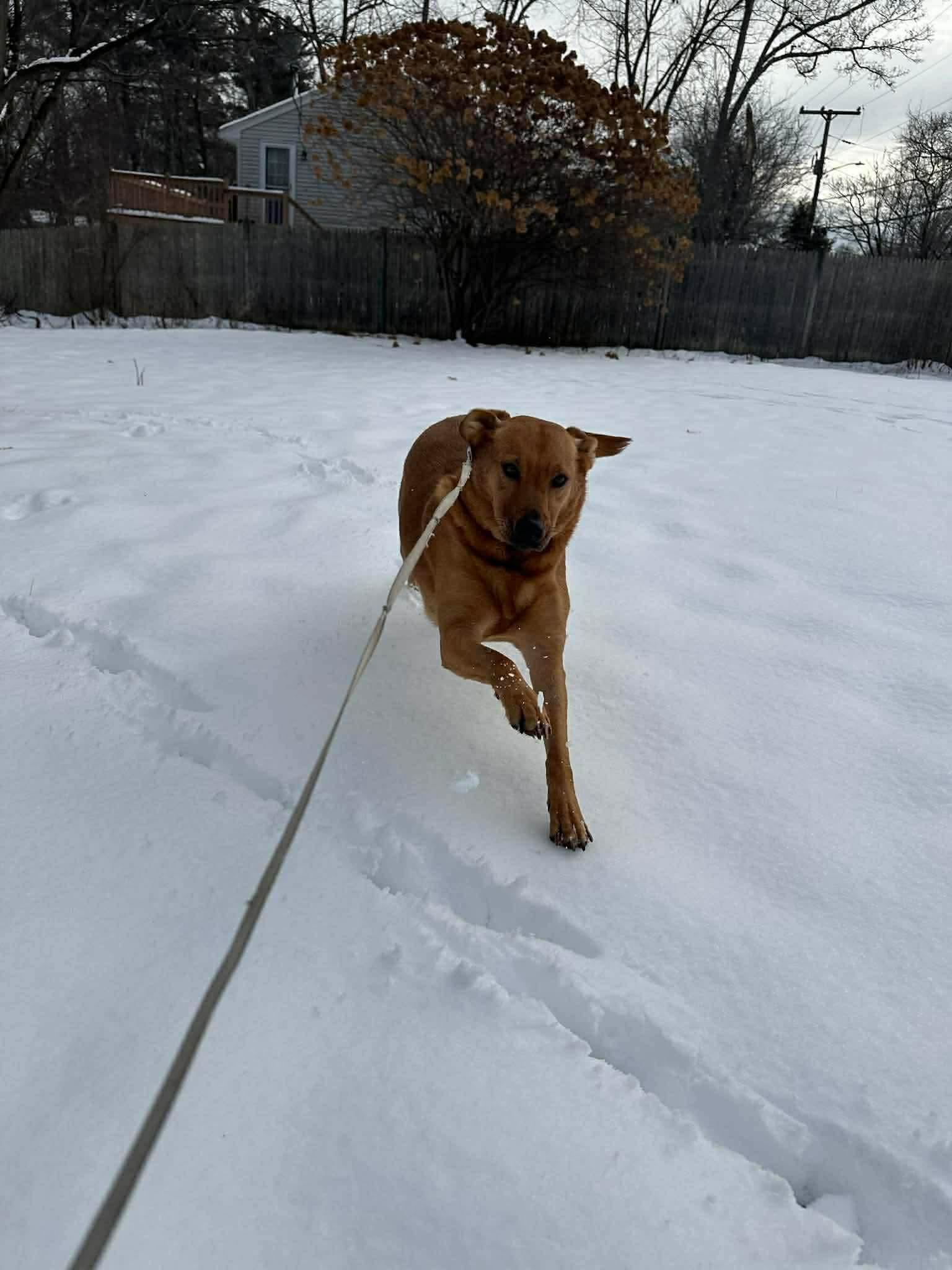 Enlarge Bella Earth, a Adoptable mixed breed in Portland, ME image 3/5