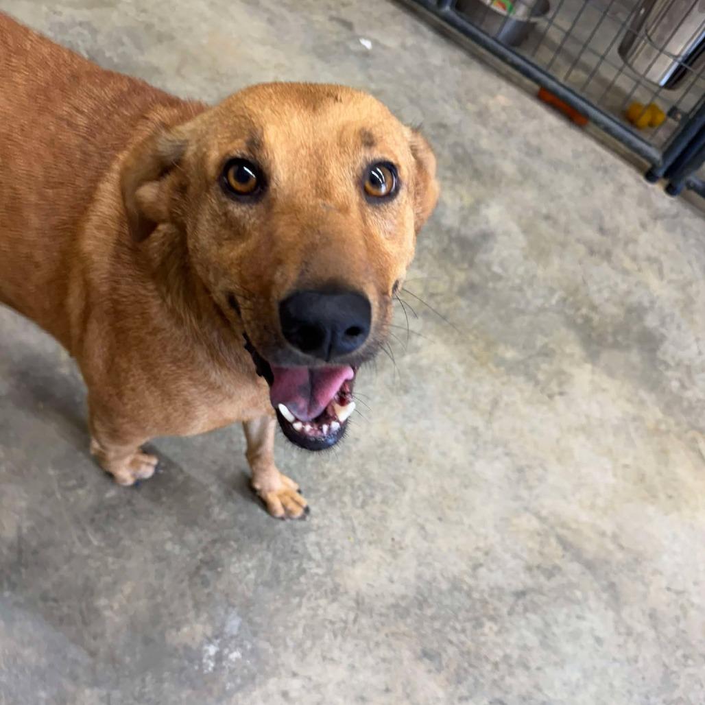 Enlarge Bella Earth, a Adoptable mixed breed in Portland, ME image 5/5