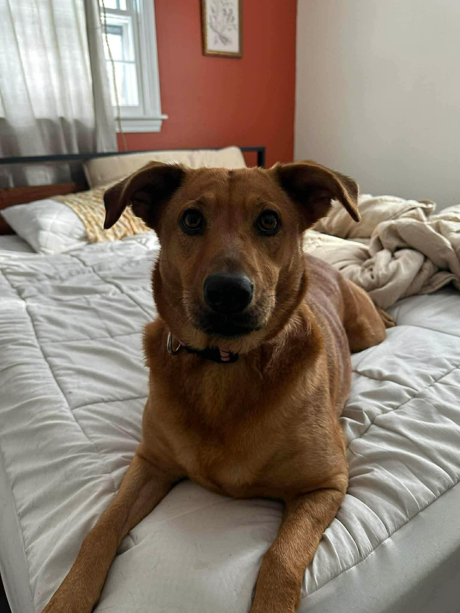 Bella Earth, Adoptable, Adult Female Hound.