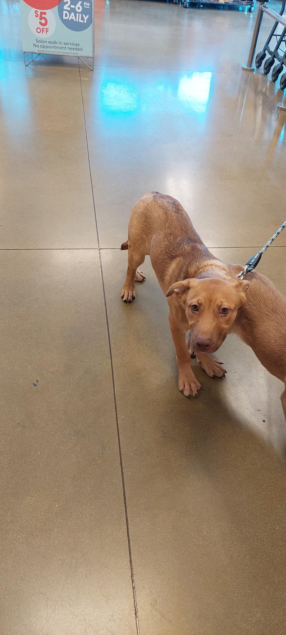 Tanner, Adoptable, Young Female Mastiff & German Shepherd Dog.