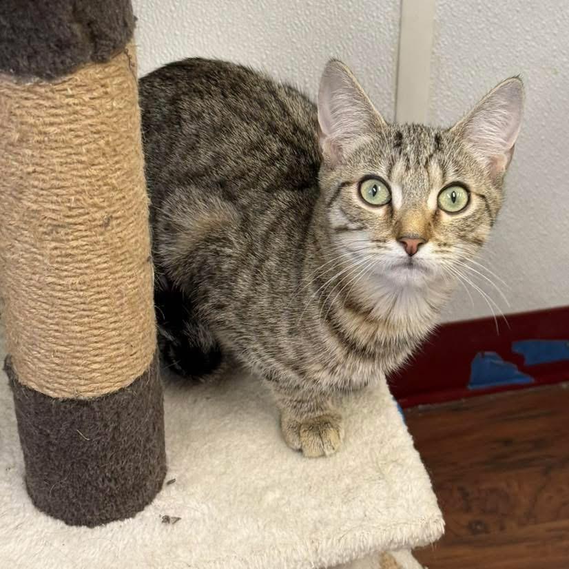 Enlarge Honey, a Adoptable Domestic Short Hair in Howes Cave, NY image 2/4