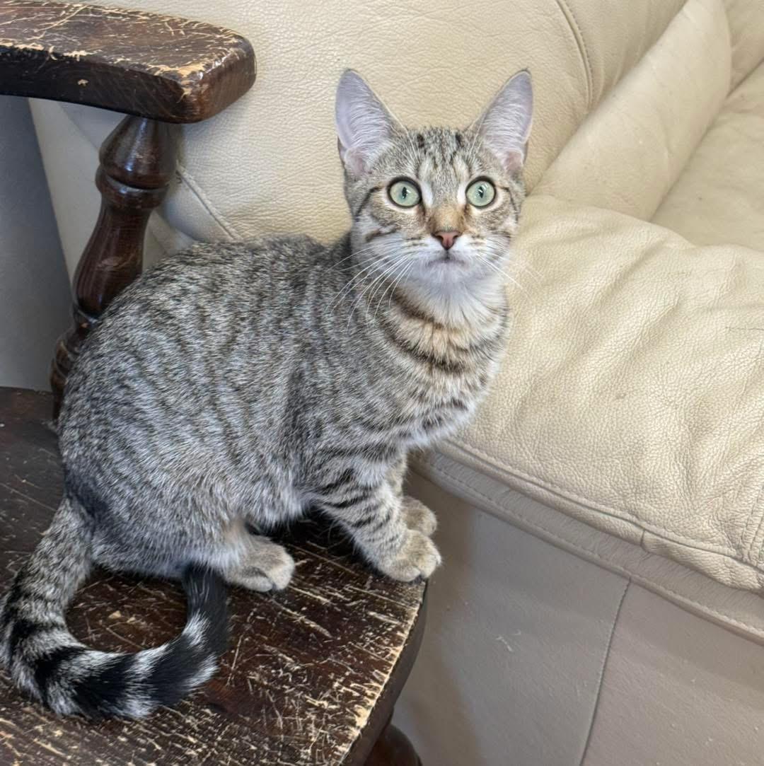 Enlarge Honey, a Adoptable Domestic Short Hair in Howes Cave, NY image 1/4