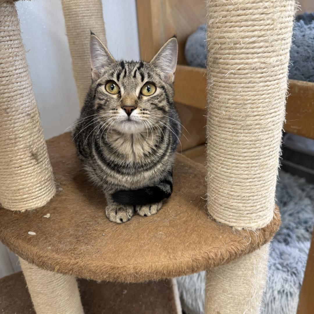 Enlarge Honey, a Adoptable Domestic Short Hair in Howes Cave, NY image 4/4