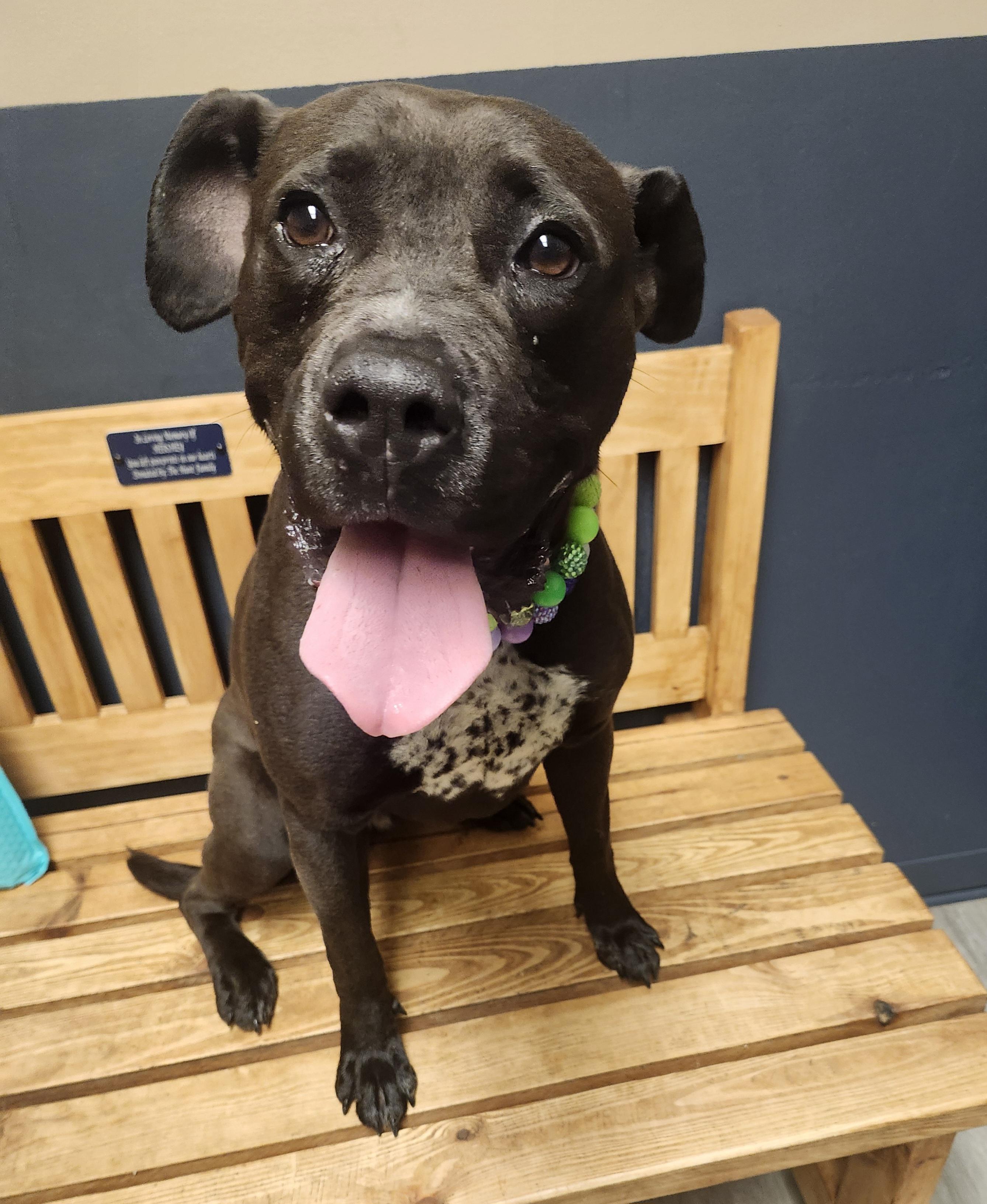 Lil Bo Peep, Adoptable, Adult Female Pit Bull Terrier.