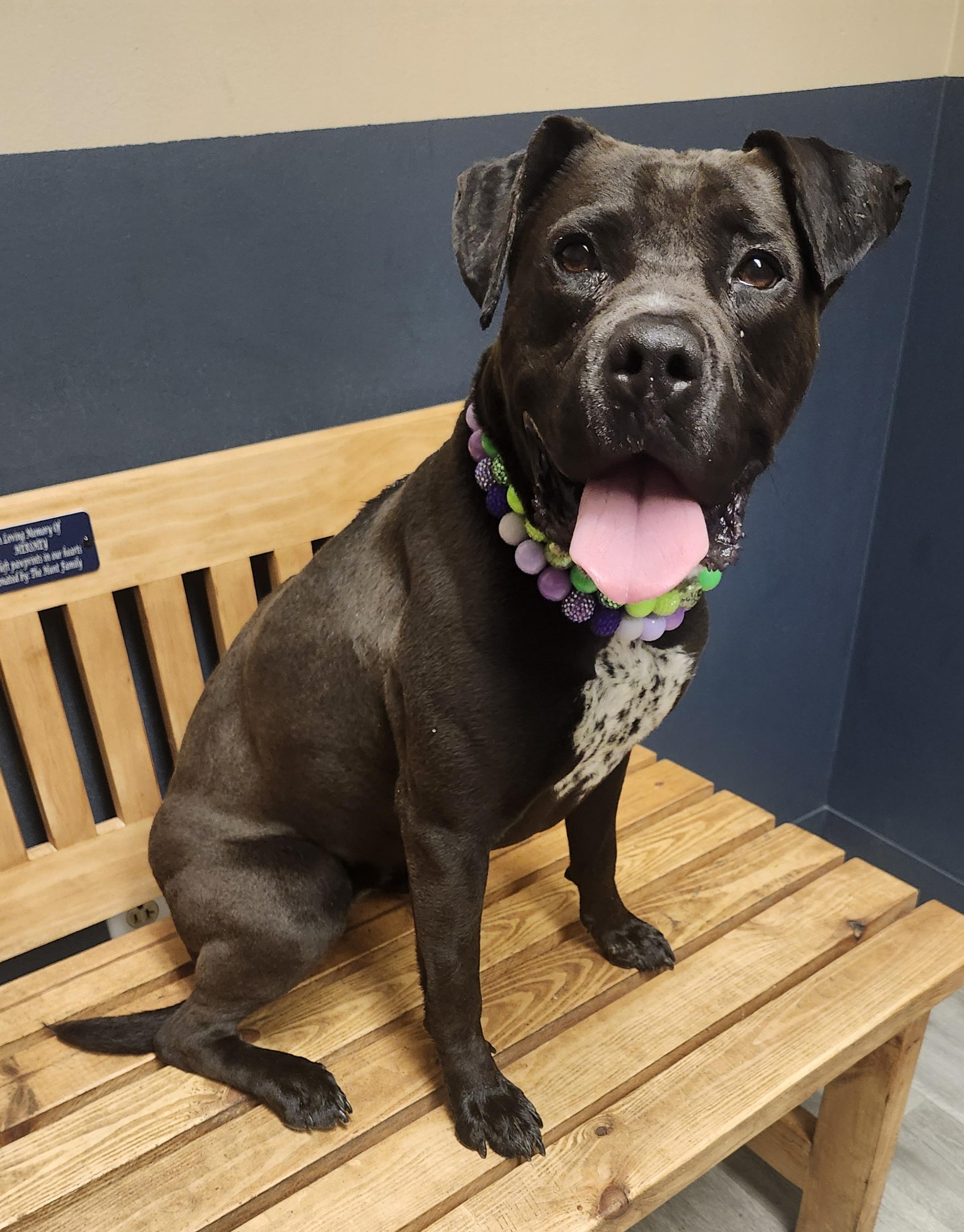 Enlarge Lil Bo Peep, a Adoptable mixed breed in Mansfield, OH image 3/4