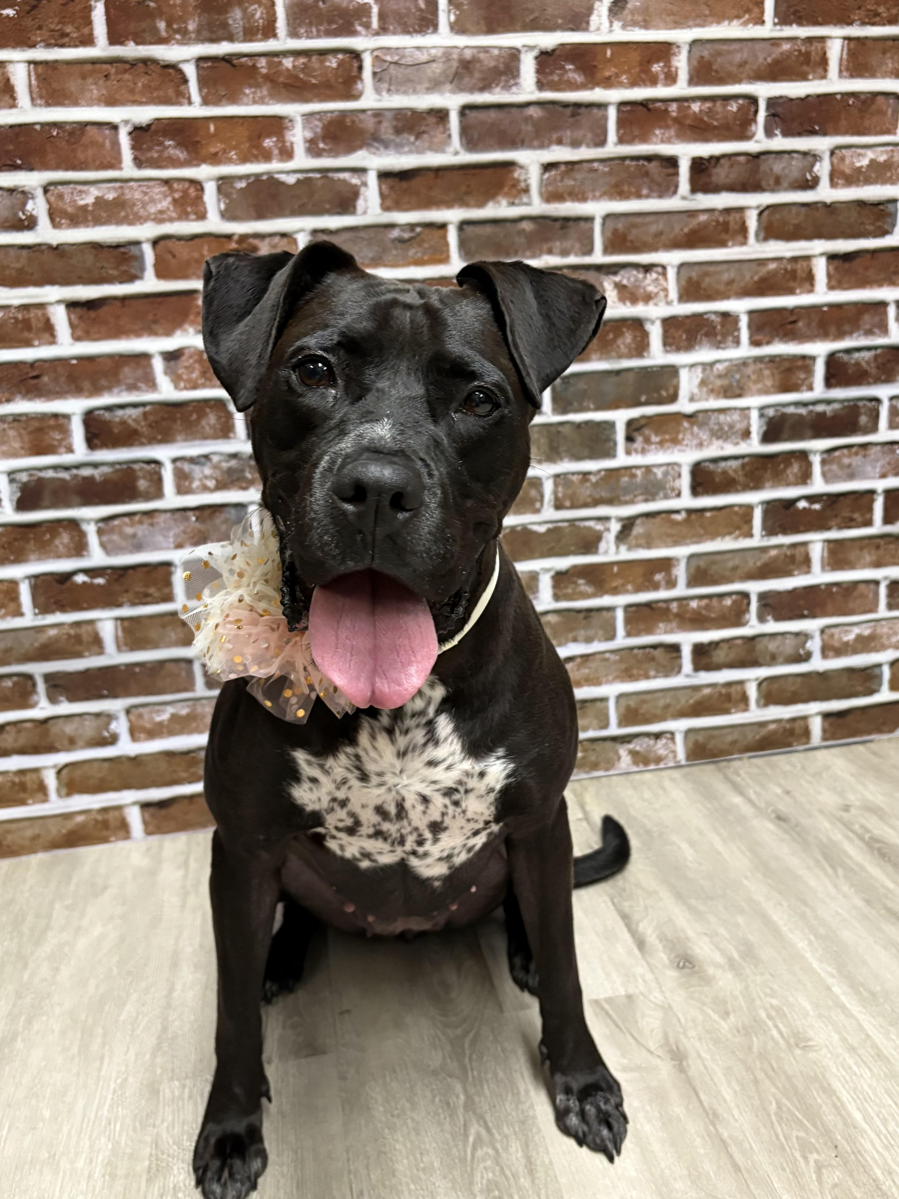 Lil Bo Peep **REDUCED ADOPTION FEE**, a Adoptable mixed breed in Mansfield, OH image 1/3