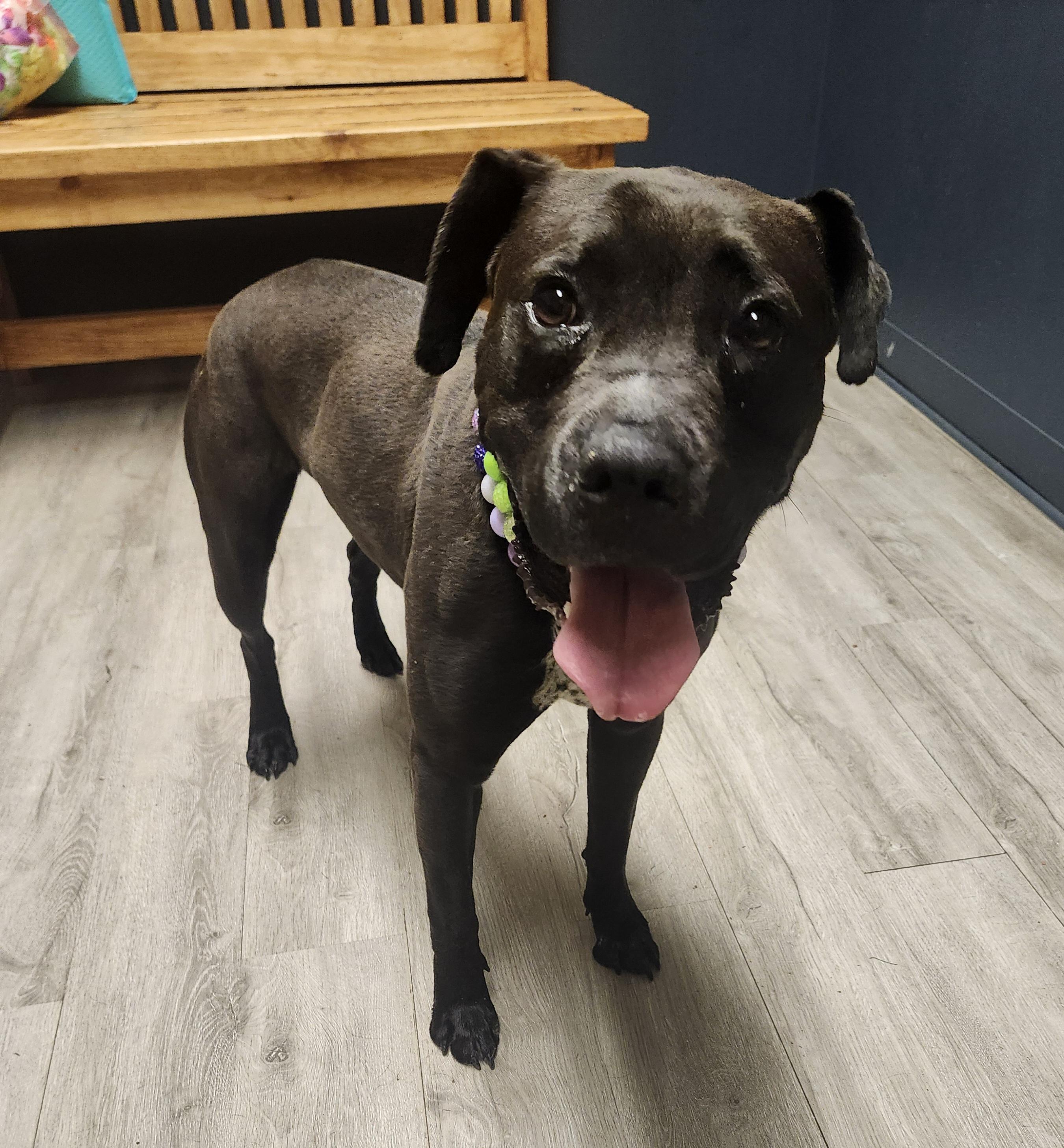 Enlarge Lil Bo Peep, a Adoptable mixed breed in Mansfield, OH image 4/4