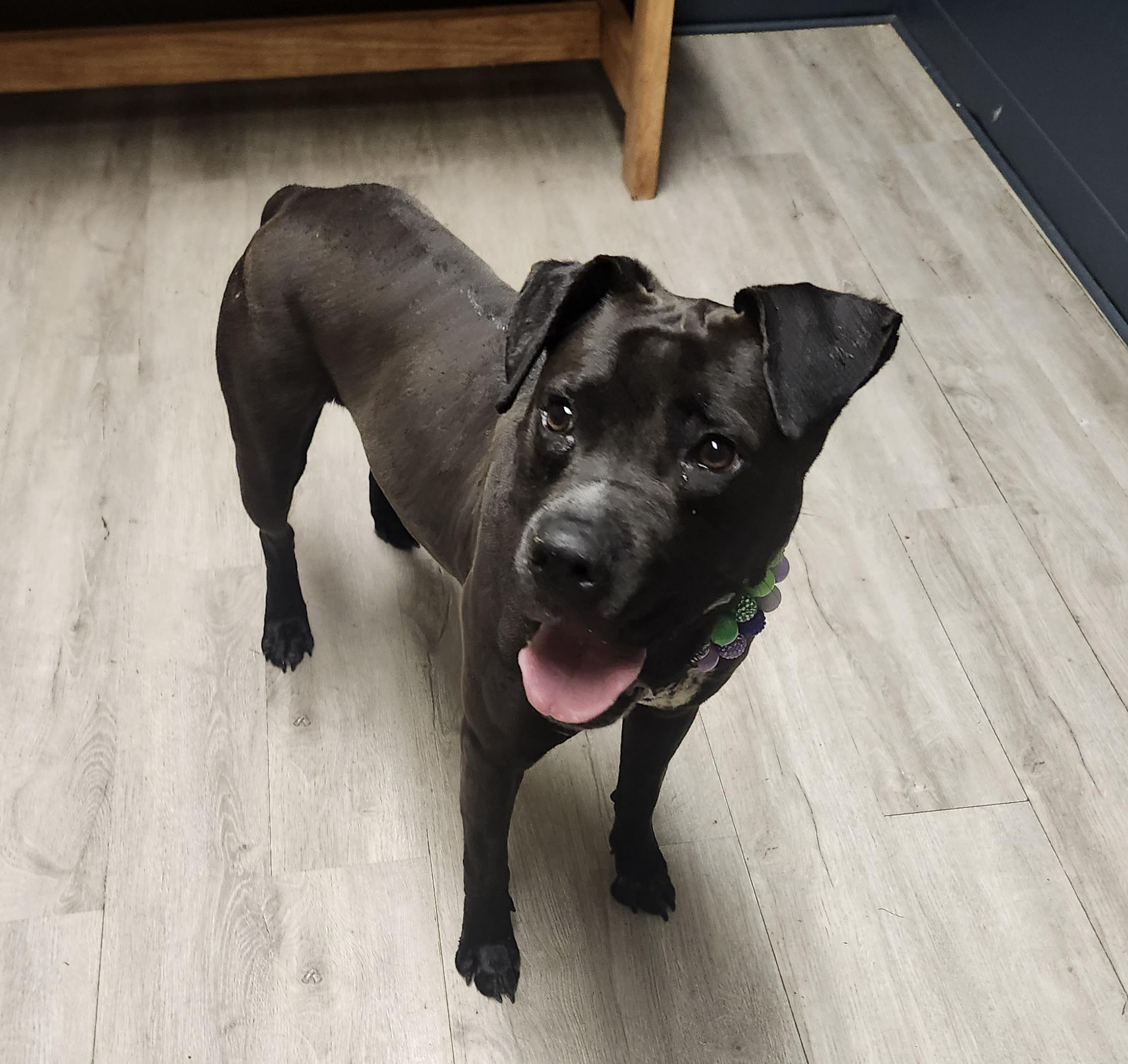 Enlarge Lil Bo Peep, a Adoptable mixed breed in Mansfield, OH image 2/4