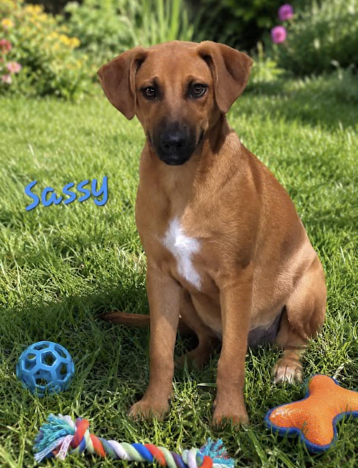 Sassy, Adoptable, Puppy Female Doberman Pinscher & Labrador Retriever.